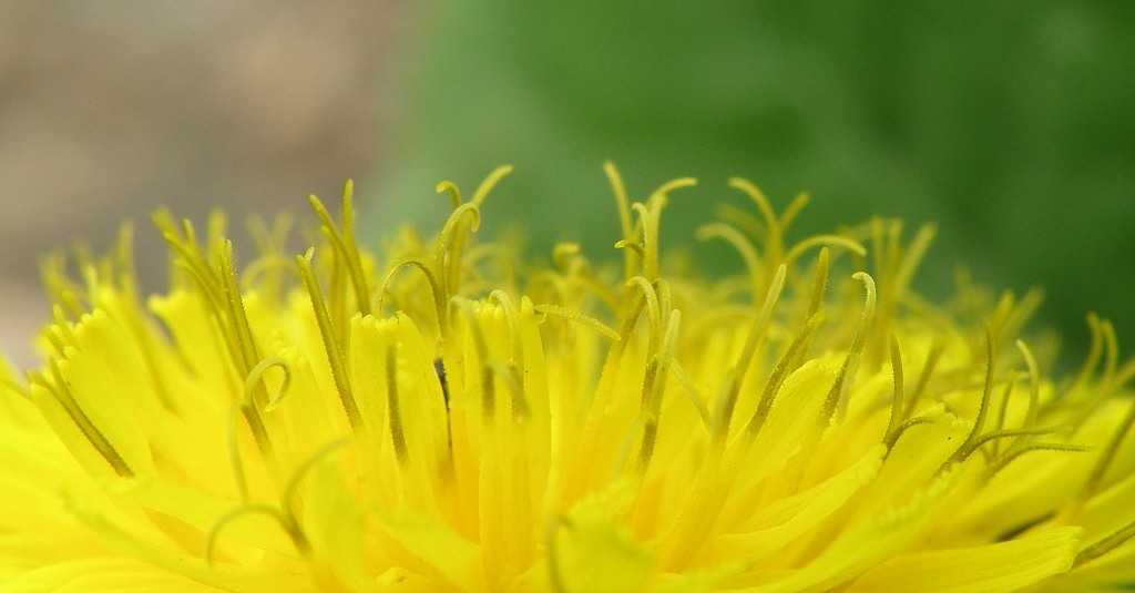 Image of Taraxacum tenellisquameum specimen.