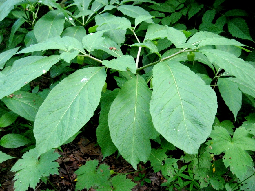 Image of Scopolia carniolica specimen.