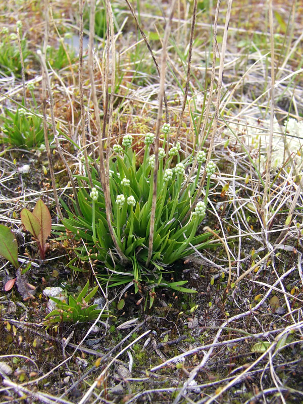 Image of Tofieldia pusilla specimen.