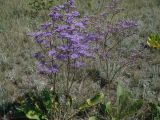 Limonium gmelinii. Цветущие растения. Новосибирская обл., Карасукский р-н, с. Благодатное, луг. 08.07.2011.