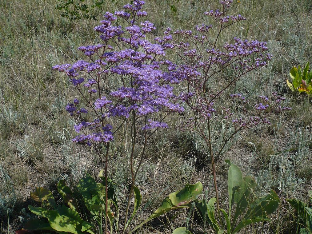 Image of Limonium gmelinii specimen.