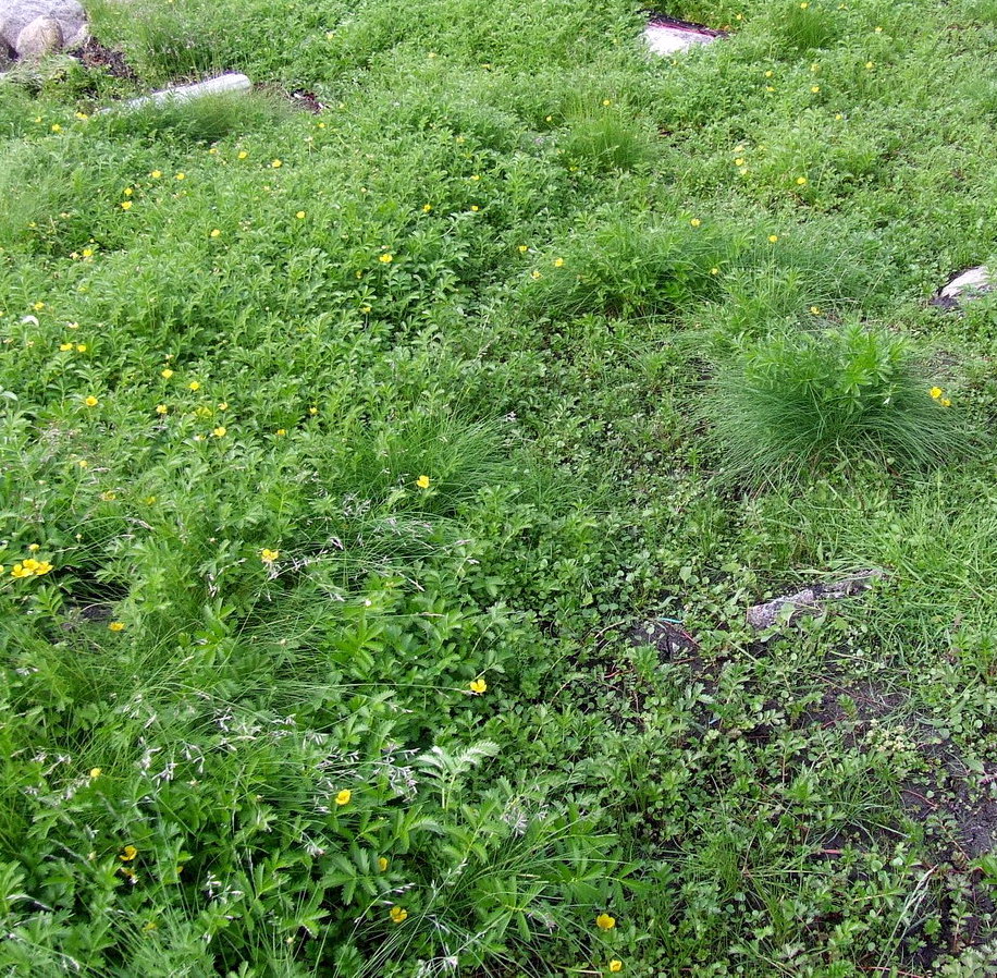 Изображение особи Potentilla anserina ssp. groenlandica.