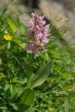 Dactylorhiza euxina. Цветущее растение на задернённом скальном обрыве. Республика Карачаево-Черкесия, Домбай, верховья долины р. Аманауз, 2200 м н.у.м. 06.07.2011.
