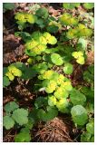 Chrysosplenium alternifolium