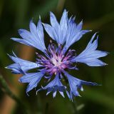 Centaurea cyanus. Соцветие. Республика Татарстан, Волжско-Камский заповедник, охранная зона. 08.07.2011.