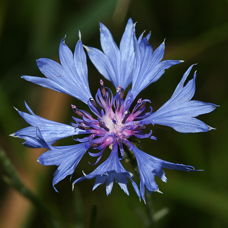 Изображение особи Centaurea cyanus.