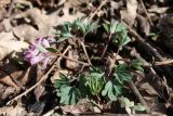 Corydalis paczoskii