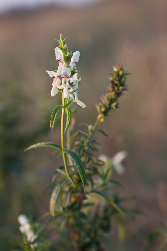 Изображение особи Stachys recta.