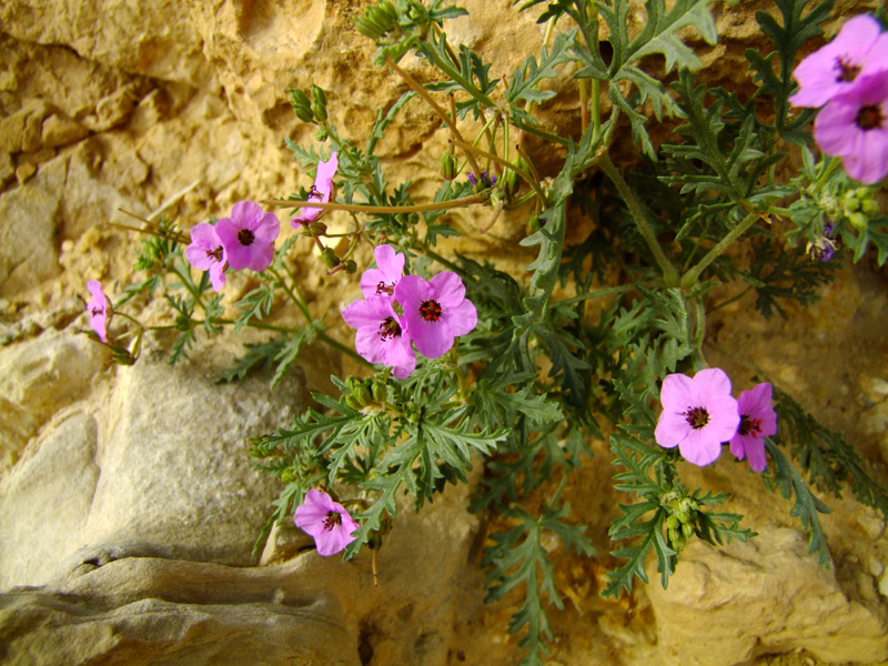 Изображение особи Erodium crassifolium.