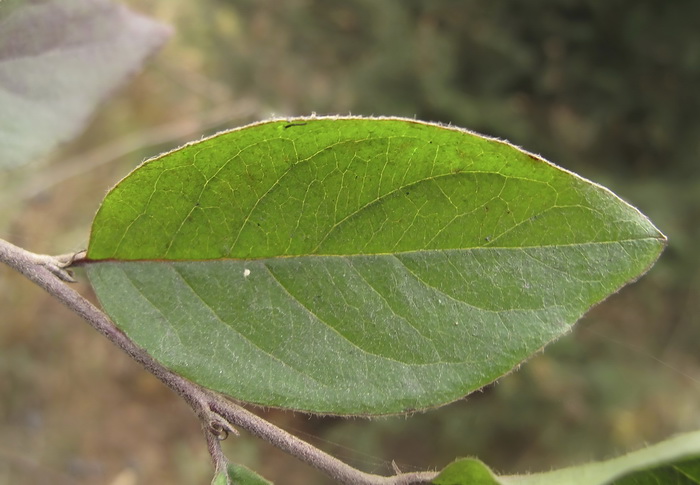 Image of Cotoneaster melanocarpus specimen.