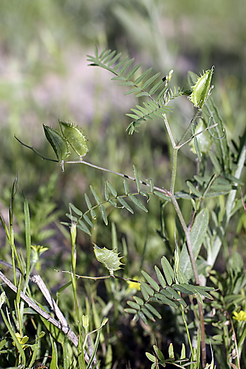 Изображение особи Astragalus schmalhausenii.