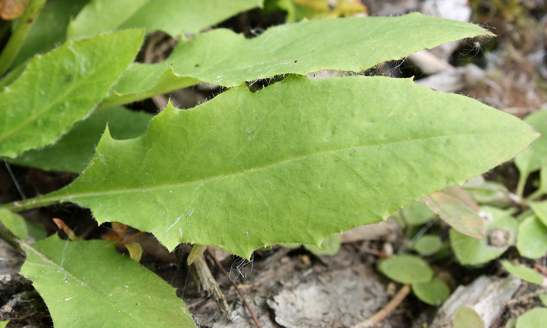 Изображение особи Hieracium subpellucidum.