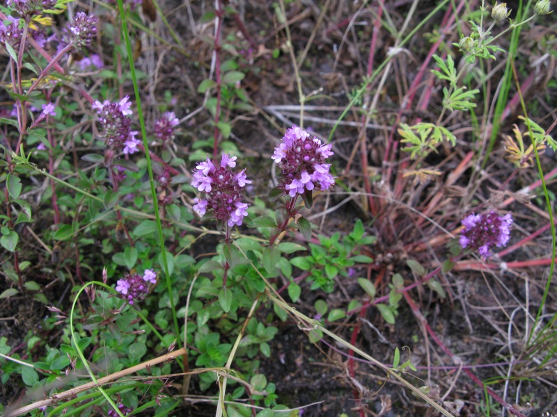 Изображение особи Thymus ovatus.