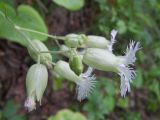 Oberna multifida