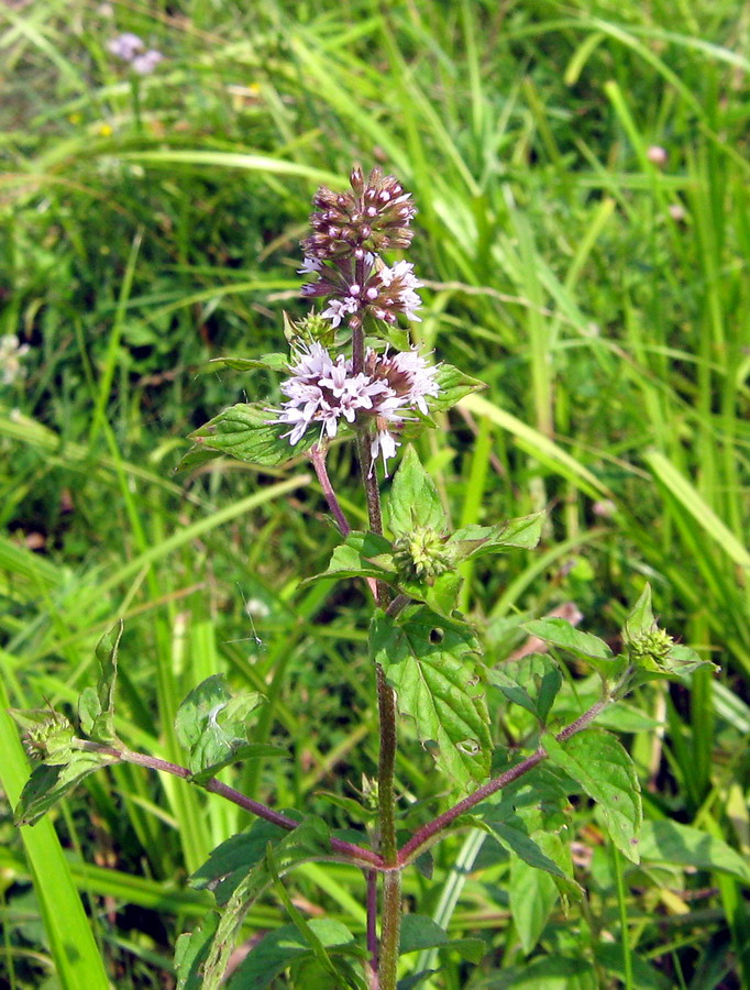 Изображение особи Mentha aquatica.