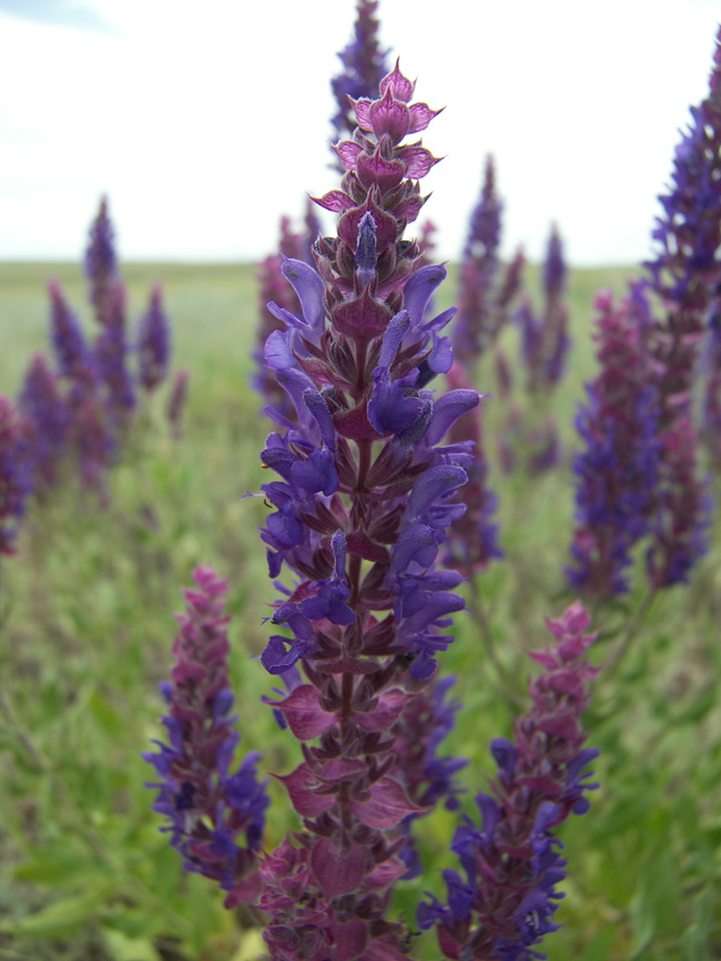 Image of Salvia nemorosa specimen.