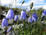 Campanula rotundifolia