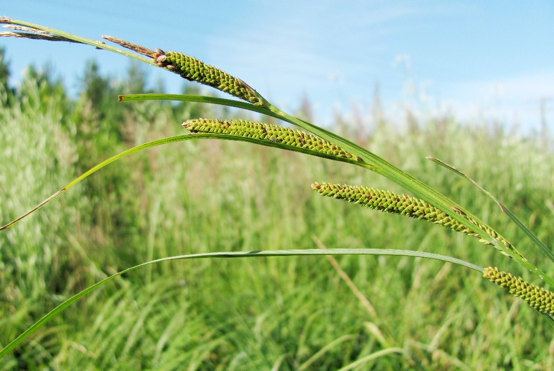 Image of Carex aquatilis specimen.