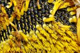 Helianthus annuus. Часть соцветия с трубчатыми цветками и завязавшимися плодами. Московская обл., дачный участок. 05.09.2007.