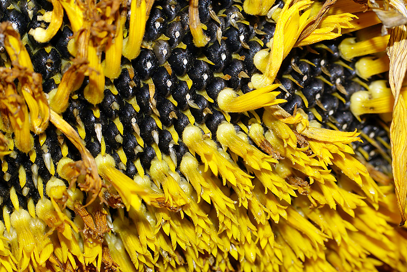 Image of Helianthus annuus specimen.