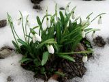 Galanthus plicatus