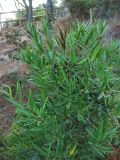 Phillyrea angustifolia. Верхушка плодоносящего растения. Испания, Каталония, провинция Girona, Costa Brava, Sant Feliu de Guíxols, в подлеске соснового леса. 25 октября 2008 г.