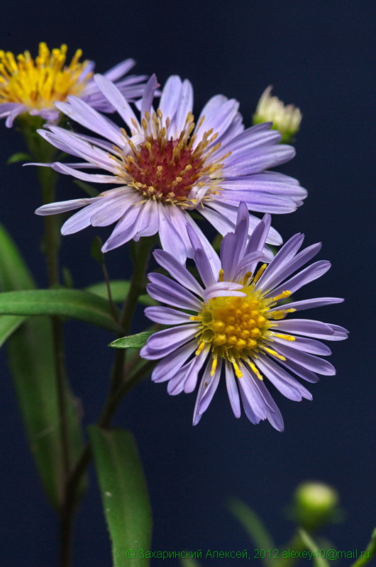 Изображение особи Symphyotrichum &times; salignum.