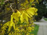 genus Forsythia