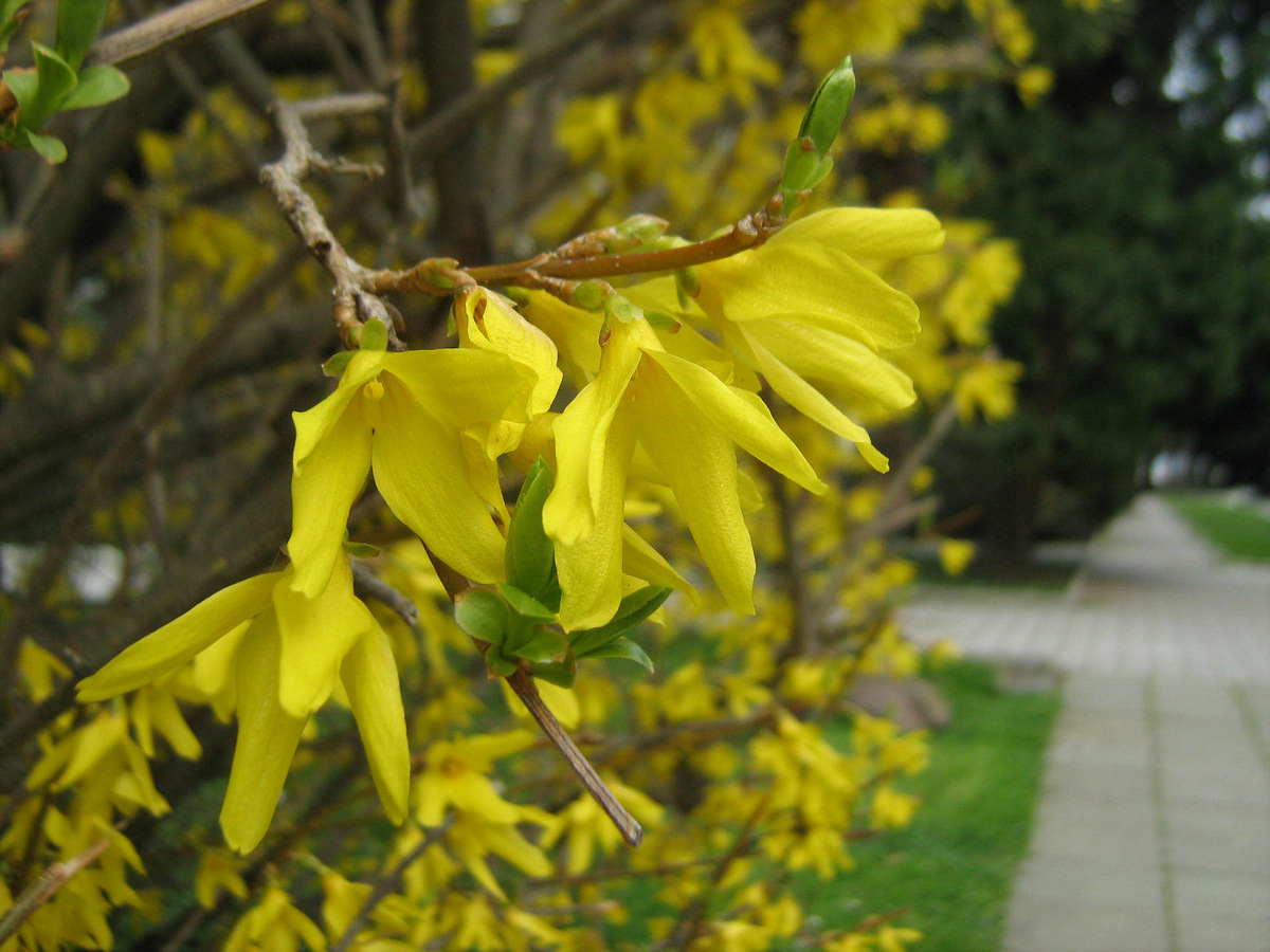 Изображение особи род Forsythia.