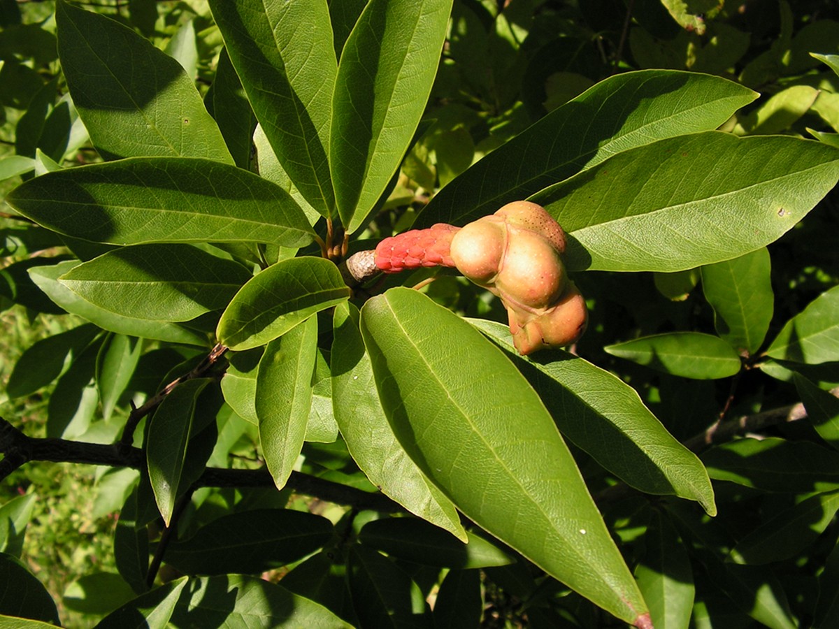 Image of genus Magnolia specimen.