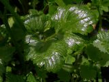 Ranunculus repens