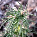 Ajuga mollis