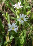 Dichodon viscidum