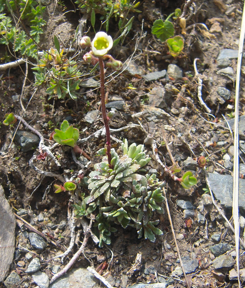 Image of Saxifraga cartilaginea specimen.