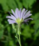 Lactuca tatarica