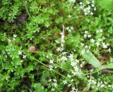 Galium hercynicum