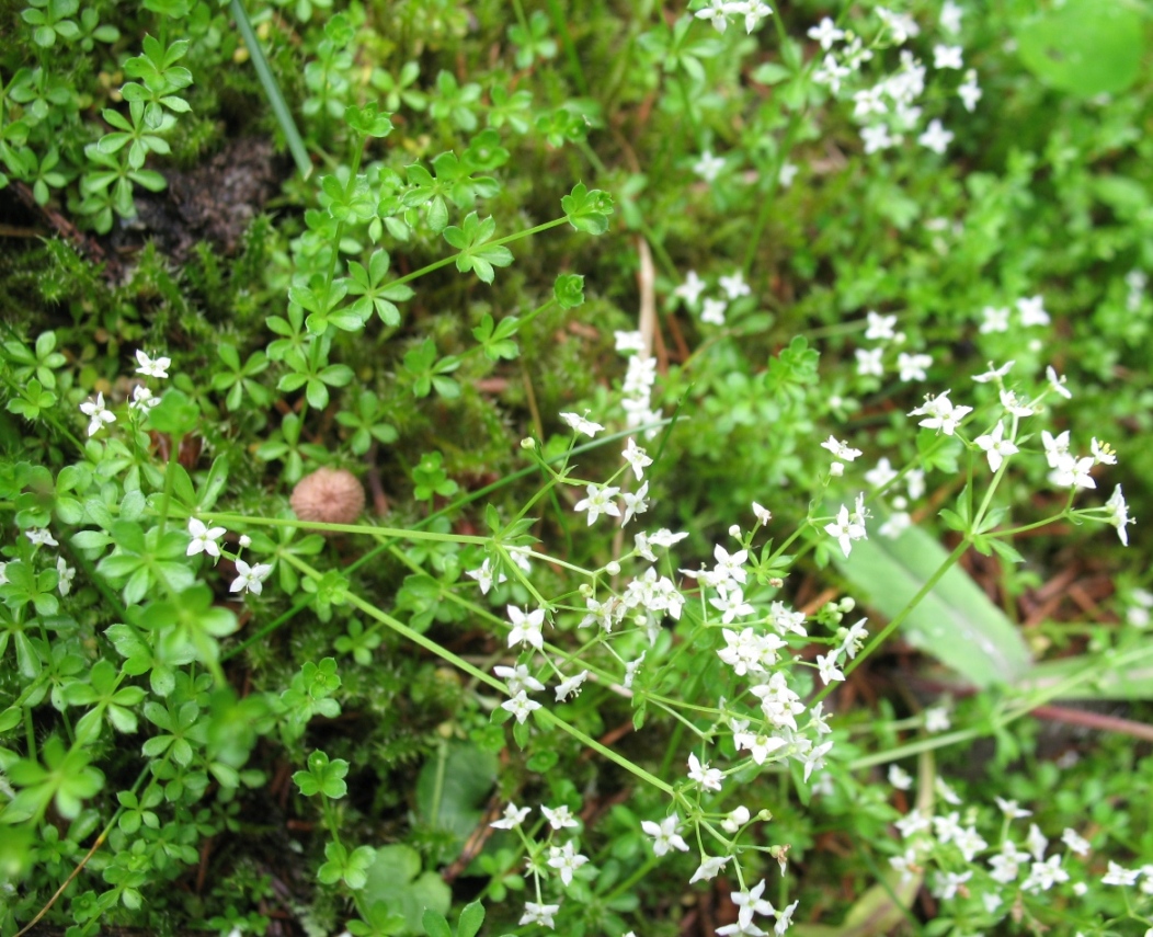 Image of Galium hercynicum specimen.