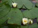 Nymphaea candida. Цветущие растения. Курская обл., Железногорский р-н, дер. Клишино, пруд на притоке р. Смородинка. 7 июля 2007 г.