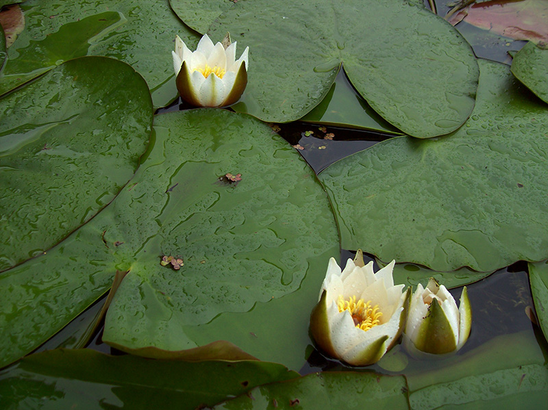 Image of Nymphaea candida specimen.