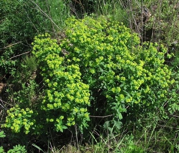 Изображение особи Euphorbia borodinii.