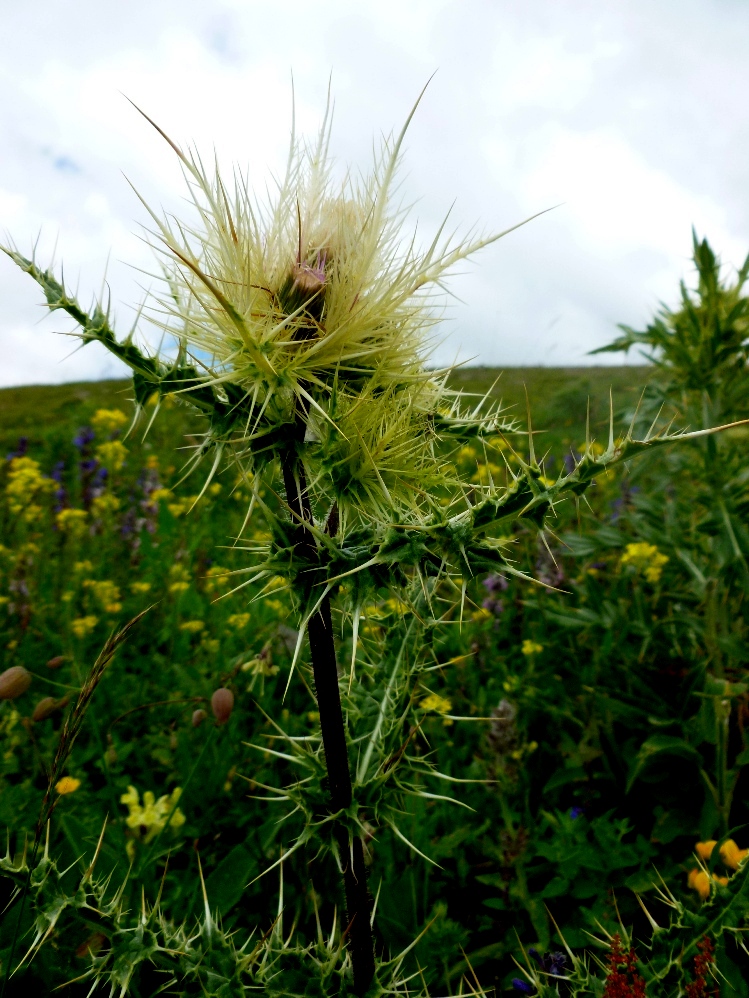 Image of Cirsium obvallatum specimen.