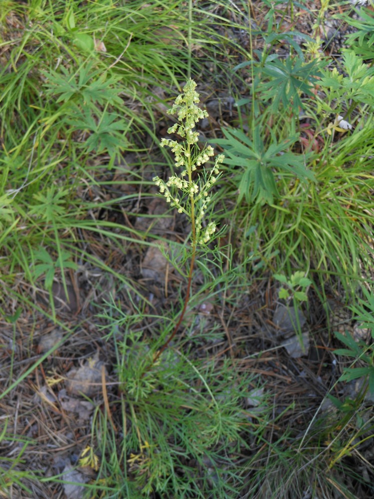 Изображение особи Artemisia commutata.