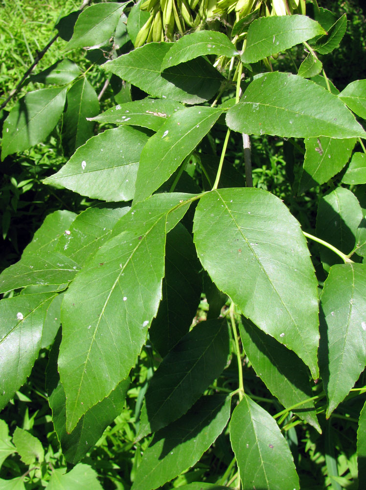 Image of Fraxinus pennsylvanica specimen.