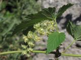 Humulus lupulus