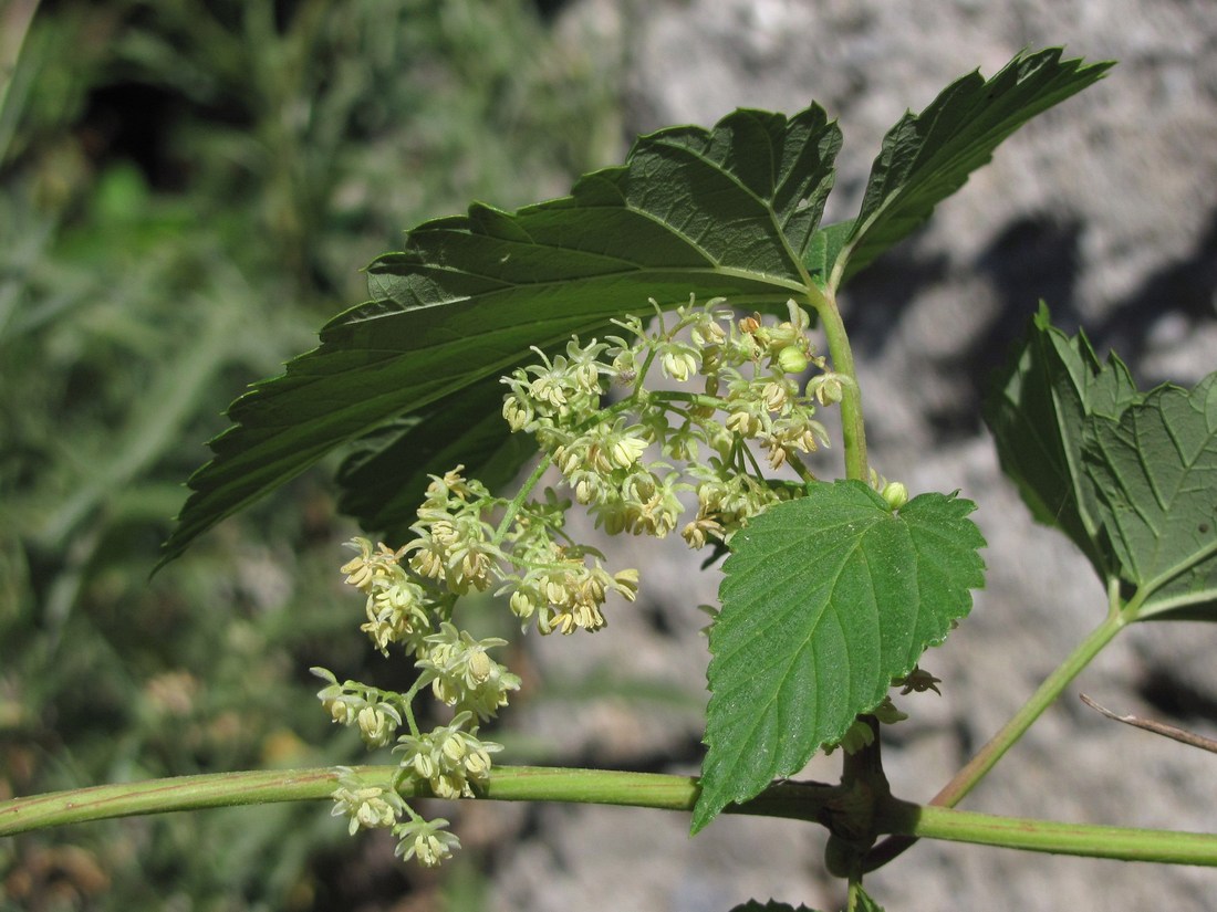 Изображение особи Humulus lupulus.