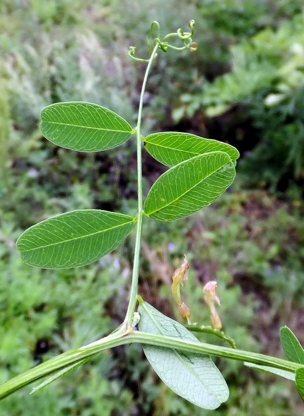 Изображение особи Vicia amurensis.