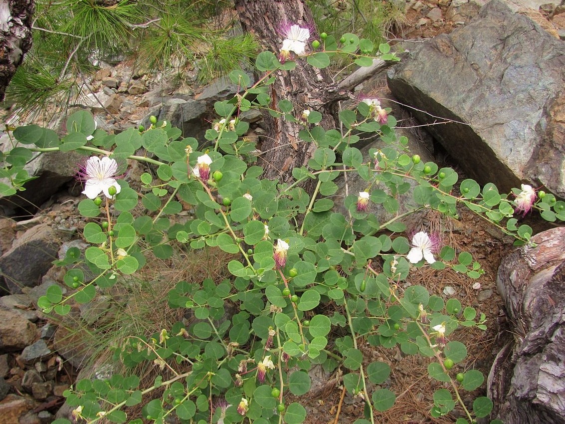 Image of Capparis orientalis specimen.