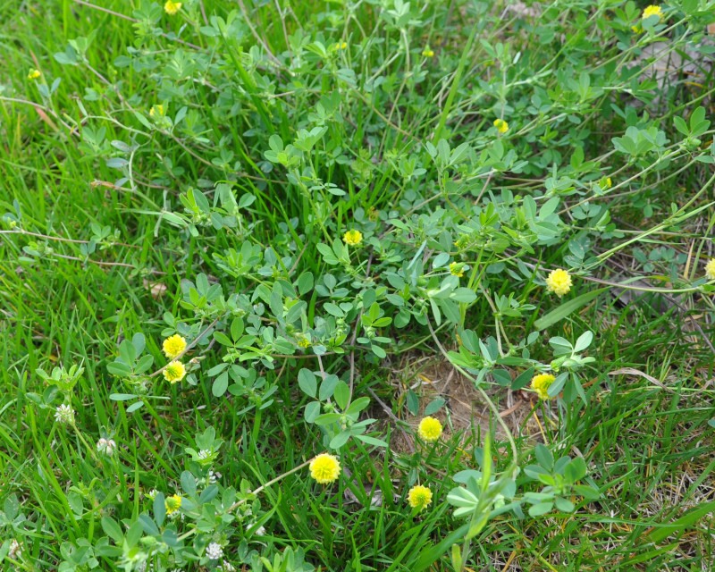 Image of Trifolium campestre specimen.