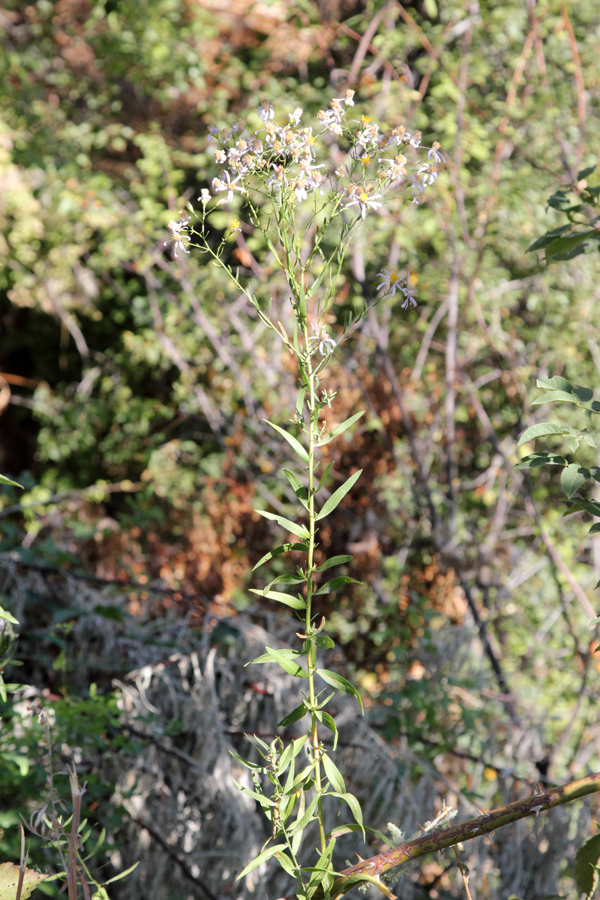 Image of Galatella coriacea specimen.