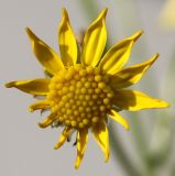 Senecio inaequidens